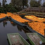 Curar el agua (y a México) con flores de cempasúchil