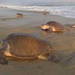 Santuario en Santa María Tonameca, en la región Costa de Oaxaca, es considerado el más importante para preservar esta especie en México y el mundo