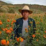 Sequía marchita cultivo y genera escasez de flor de cempasúchil en la Mixteca de Oaxaca