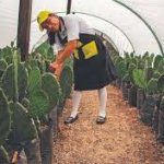 Con siembra de nopales y fresas, en la Mixteca de Oaxaca logran inclusión laboral y cuidado del ambiente