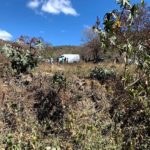 Fiscalía de Oaxaca ya había revisado zona donde hallaron restos humanos en Suchilquitongo