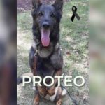 Murió ‘Proteo’, perrito rescatista mexicano en Turquía
