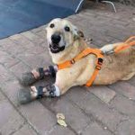 Pay de Limón, el perrito mexicano mutilado por el narco, nominado a la “mejor mascota de Estados Unidos”