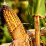 Piden en EU iniciar disputa comercial por maíz transgénico