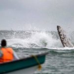 Una enorme ballena vuelva una lancha en Puerto Escondido y muere una persona