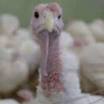 Expertas de la UNAM rastrean el virus de la gripe aviar en México bajo el temor a una próxima pandemia