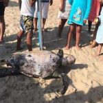 Continúan muestreos de aves muertas halladas en las costas de Oaxaca