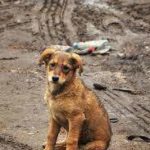 Investiga FGEO, a través de Unidad Especializada, crueldad animal en Santiago Apóstol