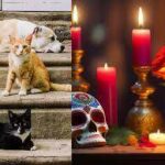 Día de Muertos: ¿cuándo llegan las almas de las mascotas fallecidas a visitarnos?