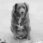‘Bobi’, el perro más viejo del mundo, murió a los 31 años