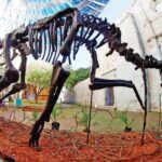 Reproducciones de fósiles de dinosaurios visitan Oaxaca